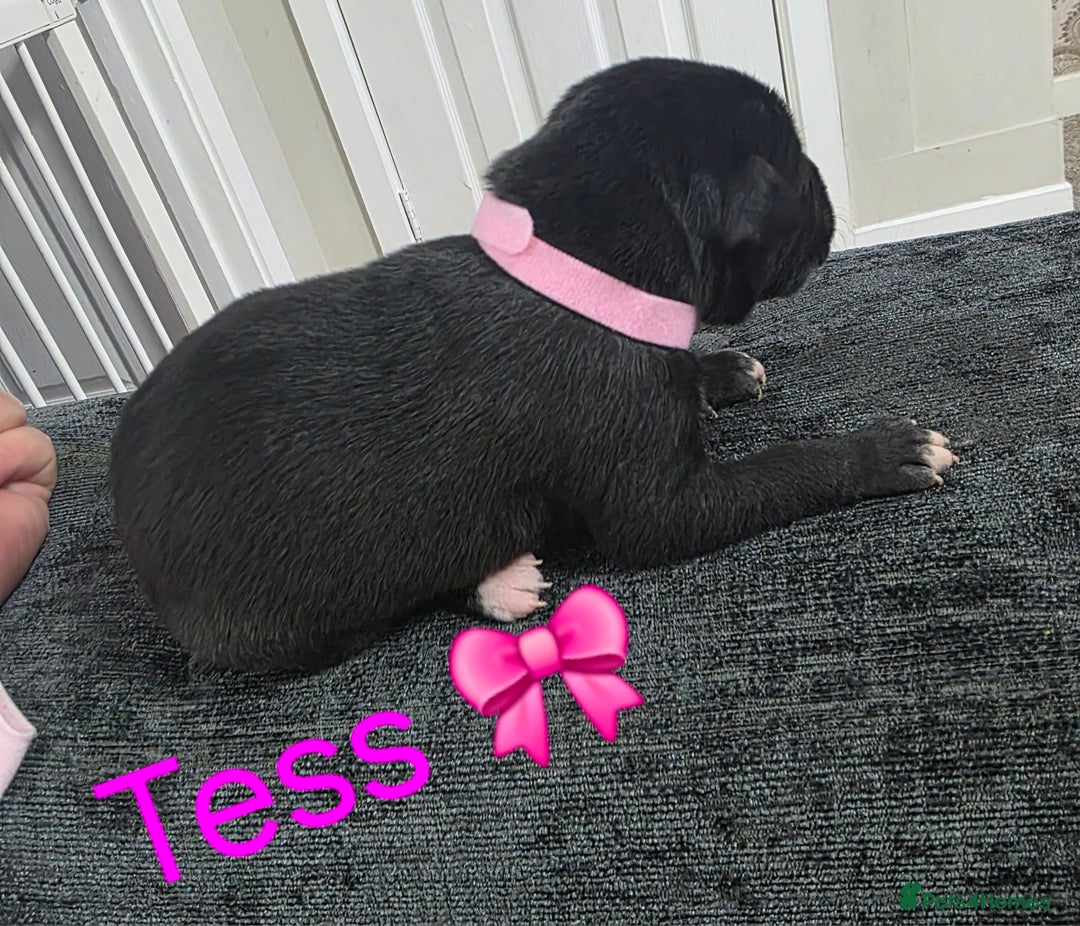 Mixed Breed dogs for sale: Saluki collie bull whippet greyhound pups - Advert 3