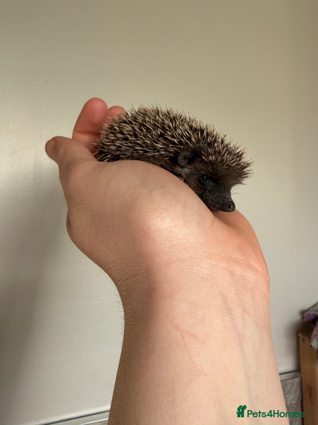 Pygmy Hedgehog rodents for sale: African Pygmy hogs  - Advert 2