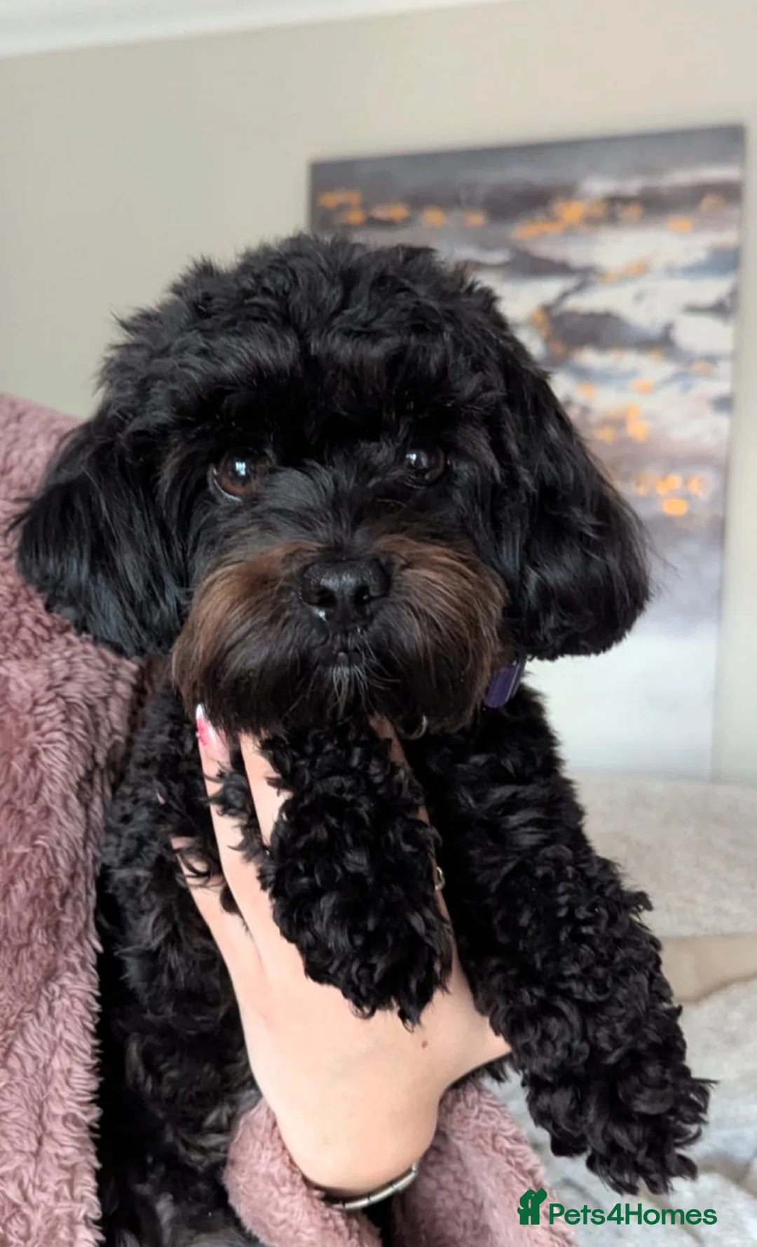 Mixed Breed dogs for sale: toy f1bb shi-poo - Advert 1