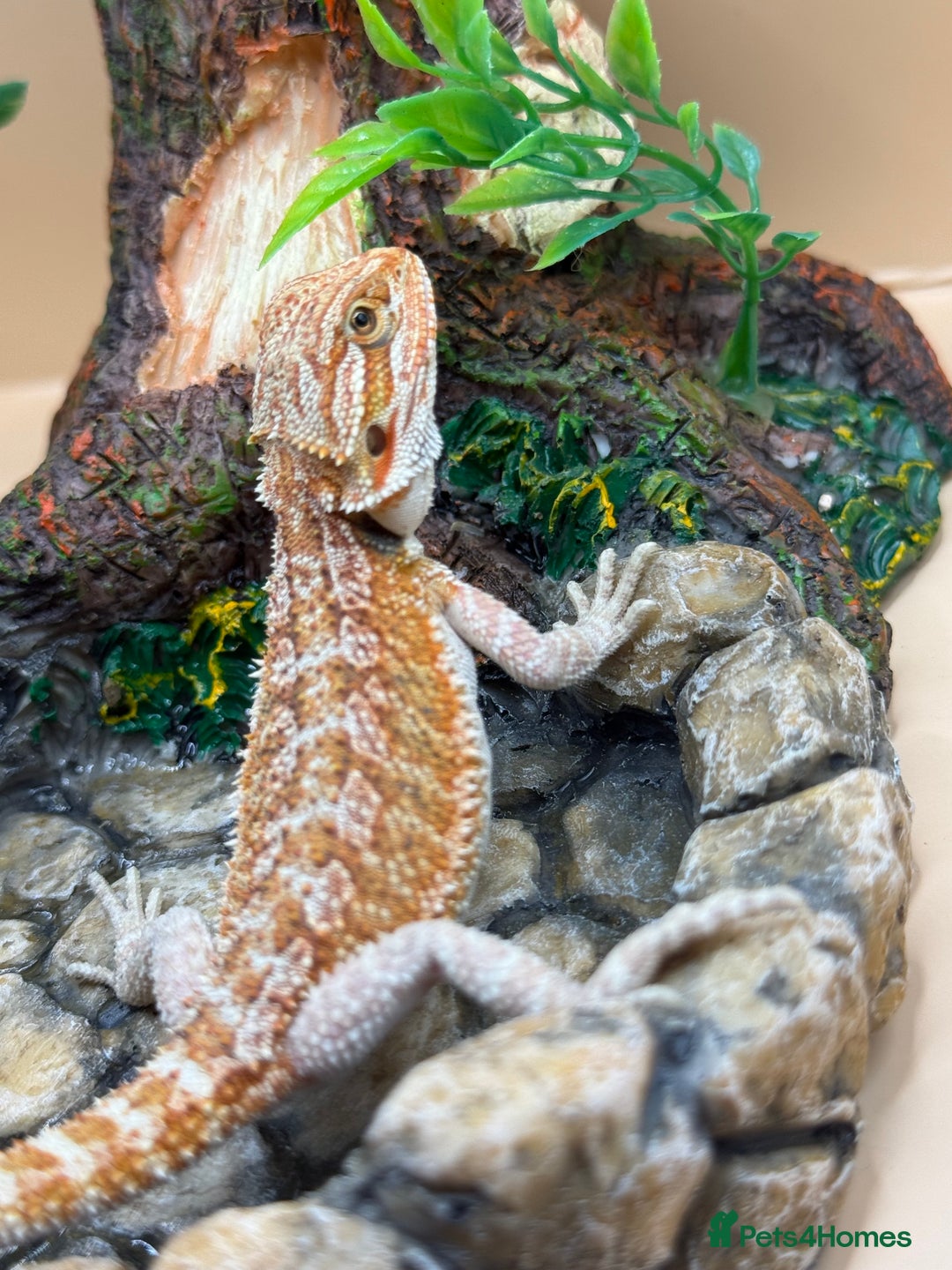 Bearded Dragon reptiles for sale: 🔥Last clutch this year!! Baby bearded dragons 🔥 - Image 4