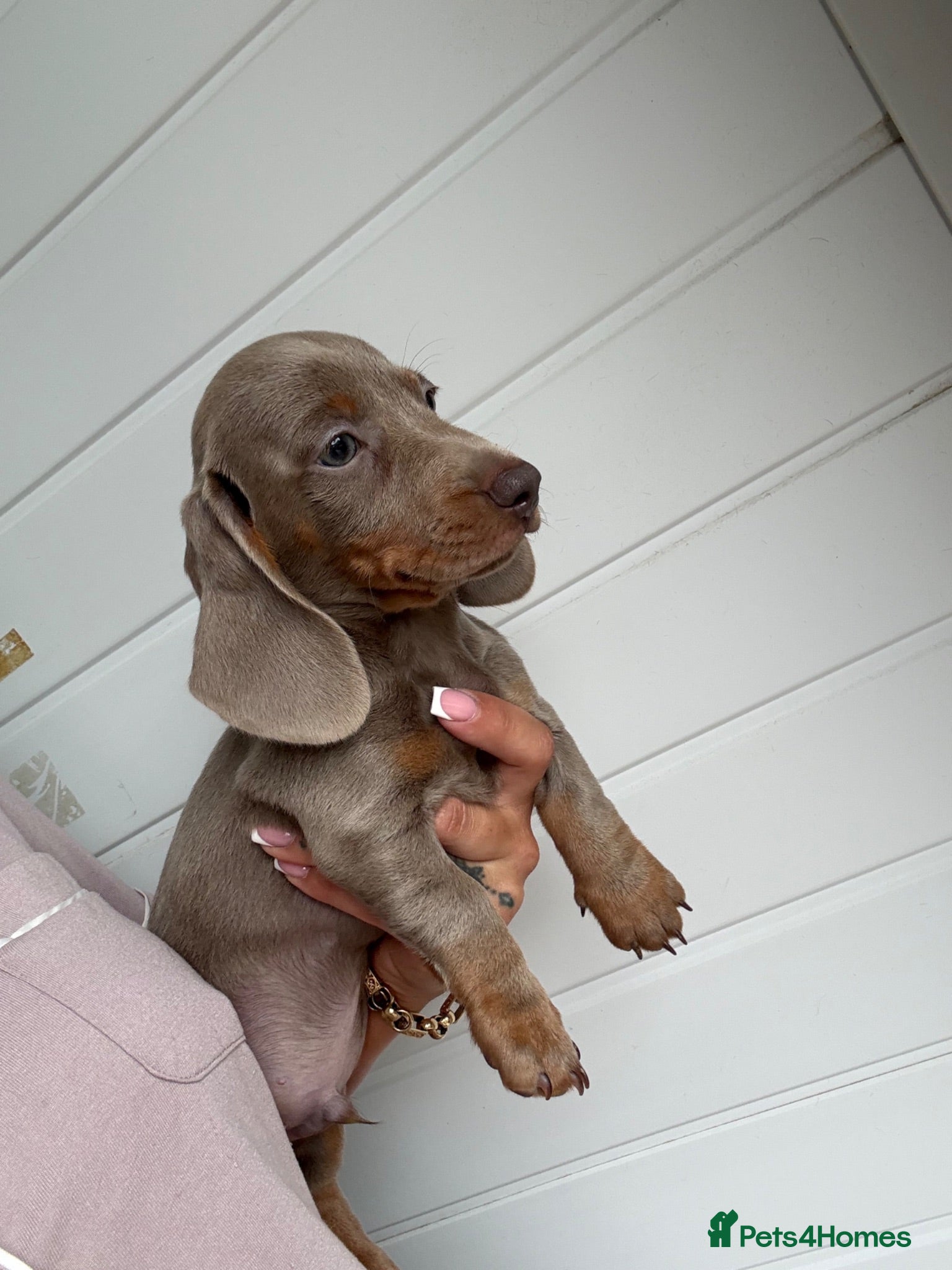Miniature Dachshund dogs Miniature Dachshund puppies  - Advert 2