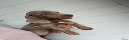 Miniature Dachshund dogs for sale: Miniature Dachshund puppies  - Advert 9