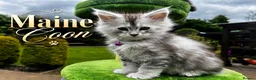 Maine Coon cats for sale: 🤩MAINE COON pedigree/genetic testing 🤩 - Advert 1