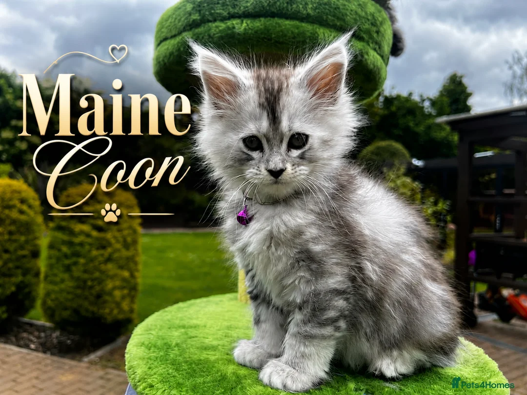 Maine Coon cats for sale: 🤩MAINE COON pedigree/genetic testing 🤩 - Advert 1