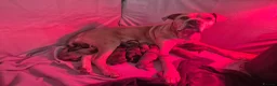 Cane Corso dogs for sale: Cane corso cross tibetan mastiff puppies - Advert 1
