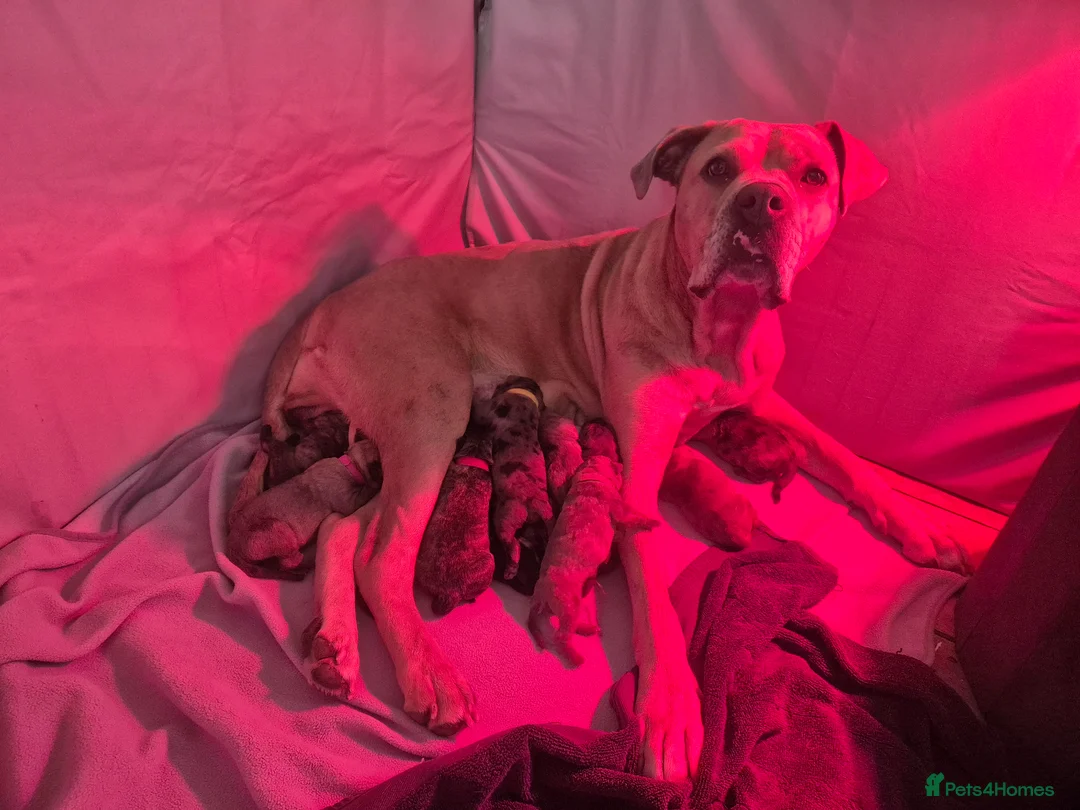 Cane Corso dogs for sale: Cane corso cross tibetan mastiff puppies - Advert 1
