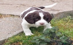 English Springer Spaniel dogs for sale: Quality Spaniel Litter at Sandaharr  - Image 14