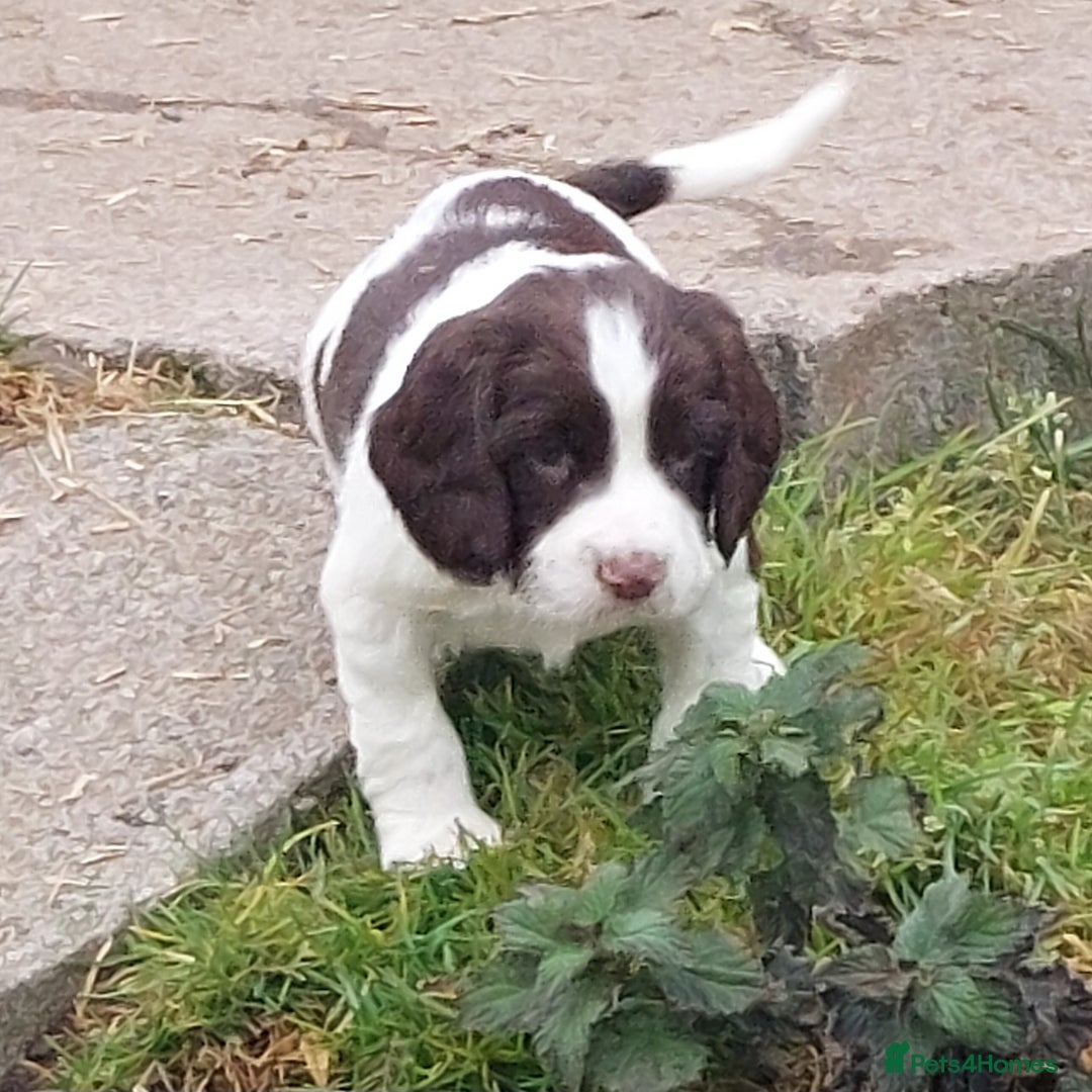 English Springer Spaniel dogs for sale: Quality Spaniel Litter at Sandaharr  - Image 14