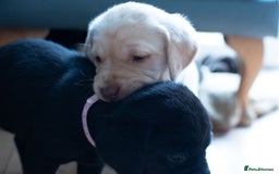Labrador Retriever dogs for sale: Adorable Labrador Retriever Puppies  🐶💛 - Image 6