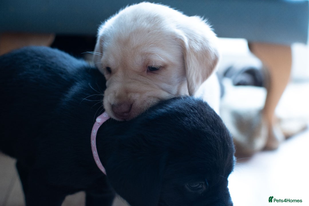 Labrador Retriever dogs for sale: Adorable Labrador Retriever Puppies  🐶💛 - Image 6