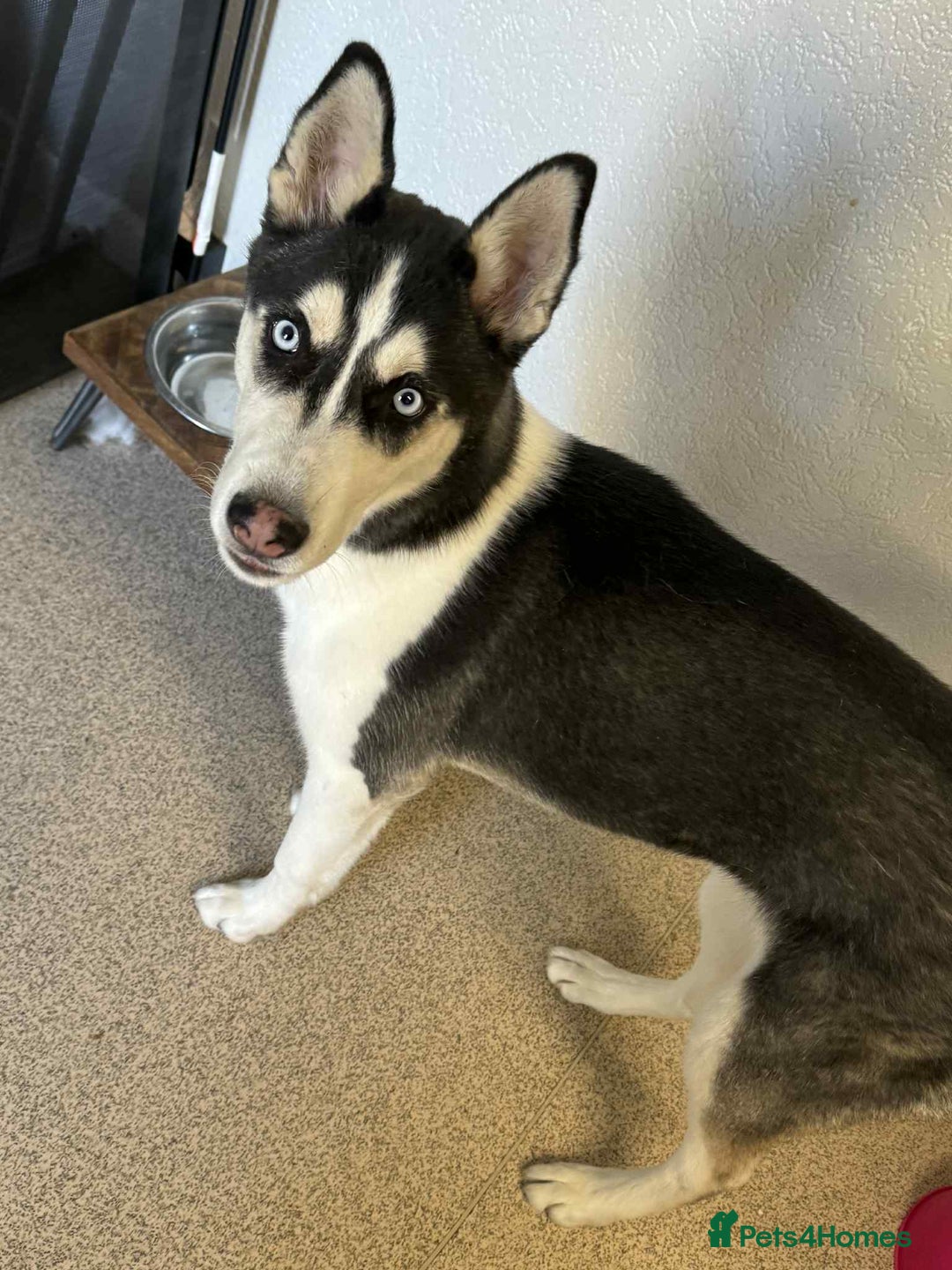 Siberian Husky dogs for sale: 3 huskies aged 6 months needing homes! - Image 7