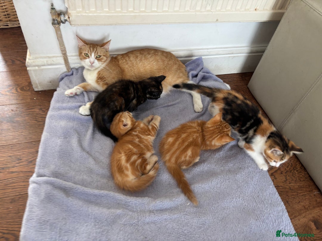 Mixed Breed cats for sale: 1/4 Maincoon dog friendly kittens - Image 23