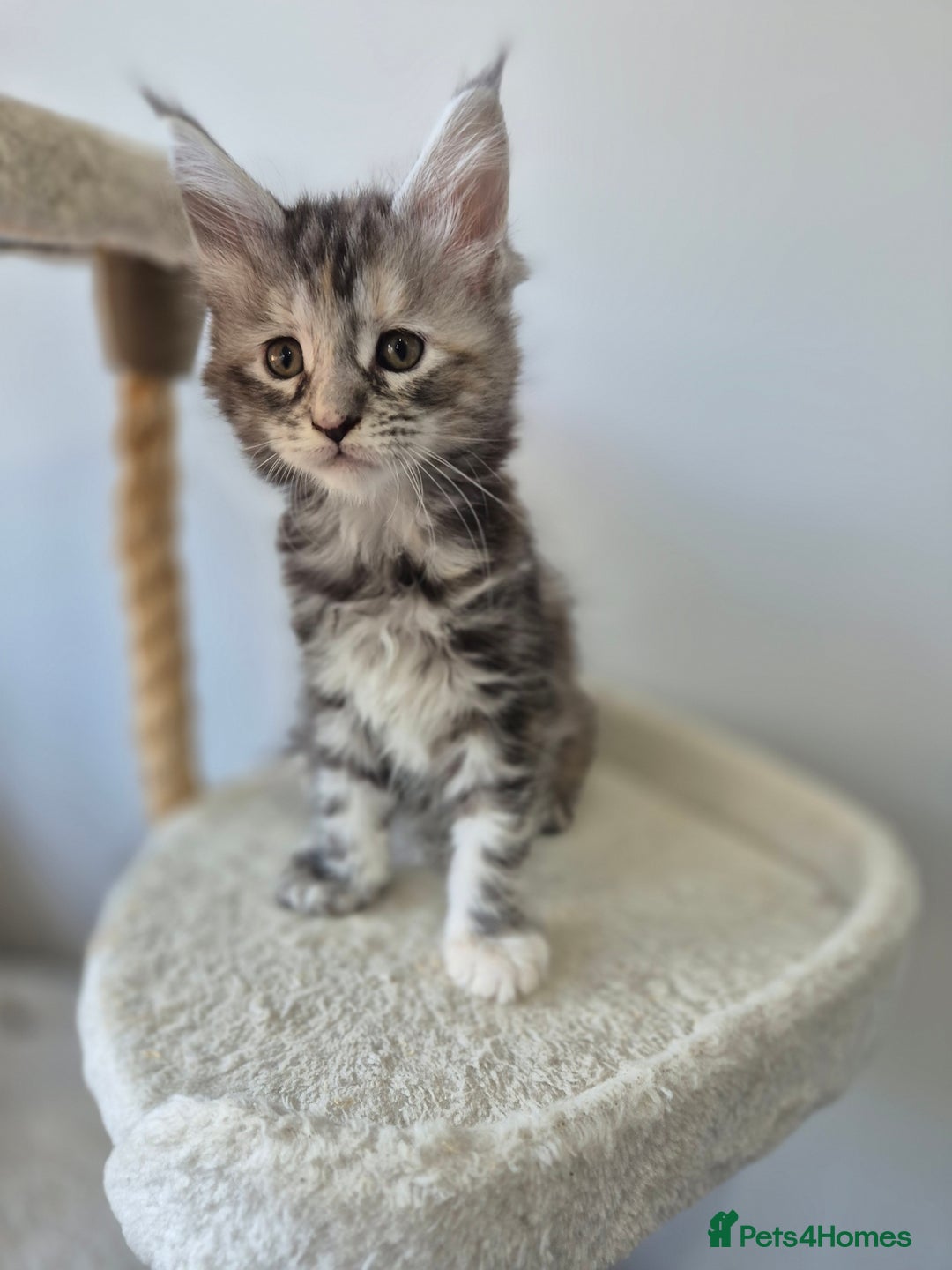 Maine Coon cats for sale: 6 TICA-Registered Maine Coon Kittens Available - Image 6