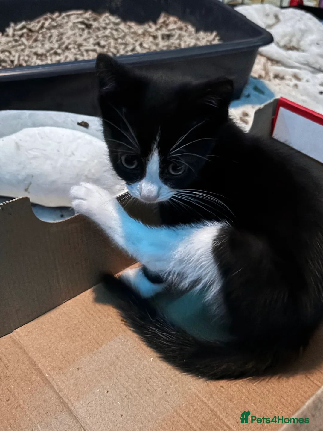 Mixed Breed cats for sale: 3 female kittens for sale - Advert 3