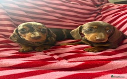 Miniature Dachshund dogs for sale: Miniature dachshund  - Image 1