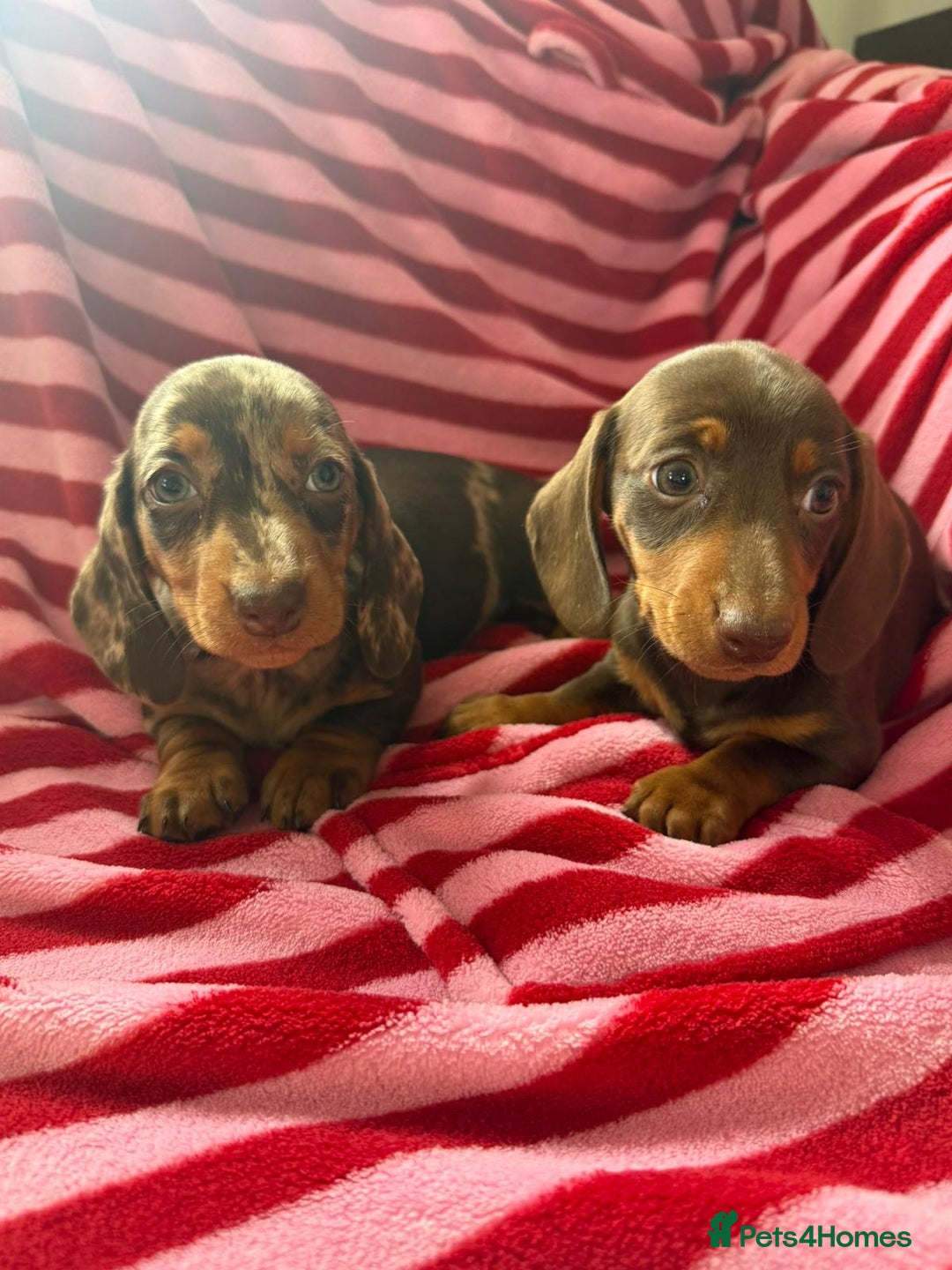 Miniature Dachshund dogs for sale: Miniature dachshund  - Image 1