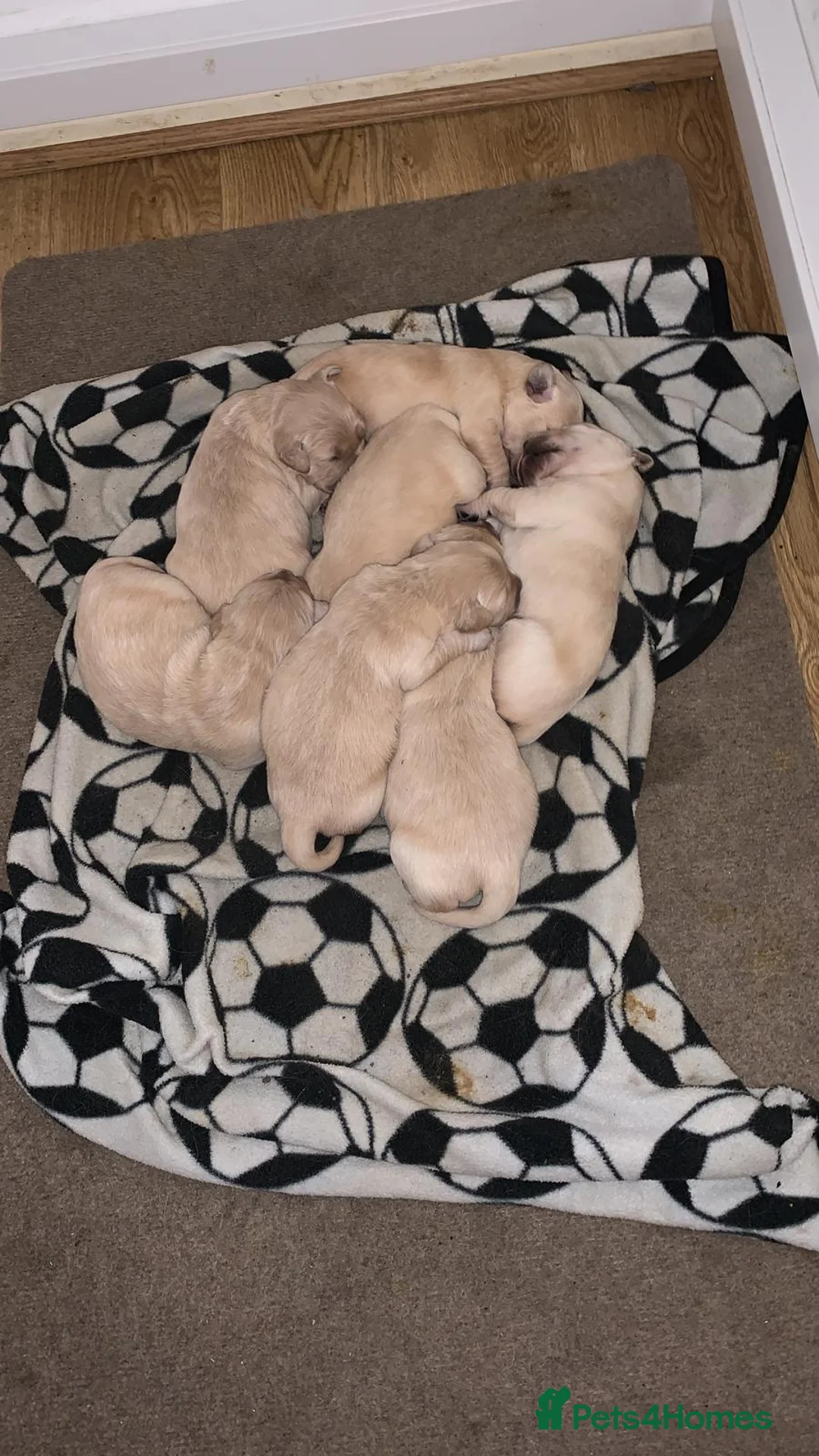 Golden Retriever dogs for stud: exceptional PROVEN dog available for stud  in Northwich - Advert 6