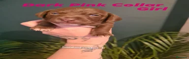 Dark pink collar 