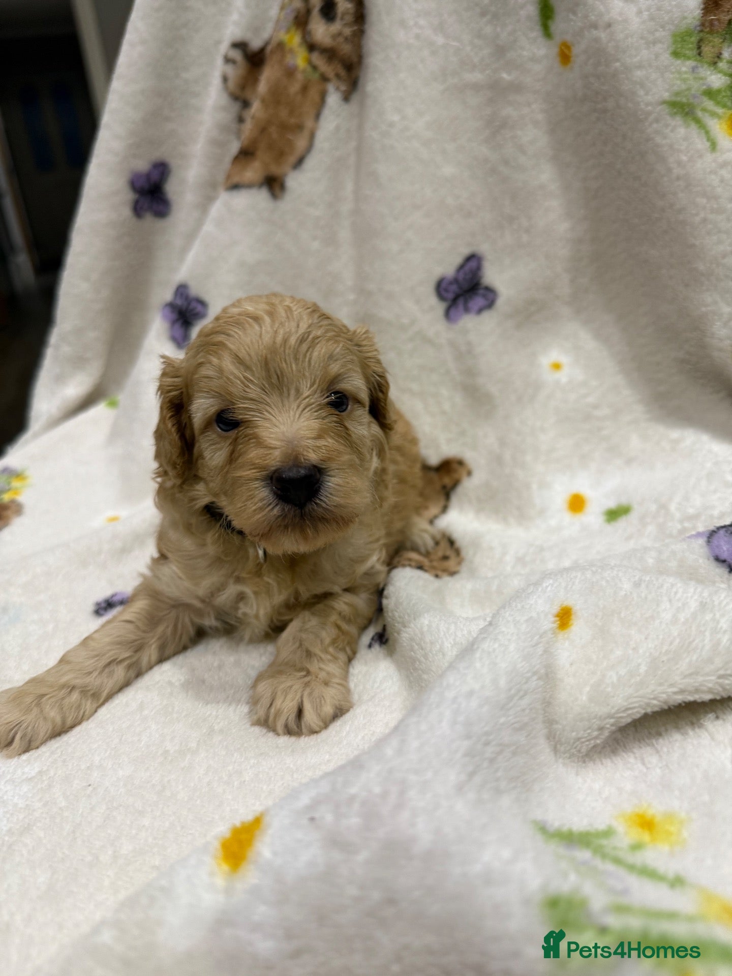 Cockapoo dogs Gorgeous Toy cockapoo puppies one boy left  - Advert 1