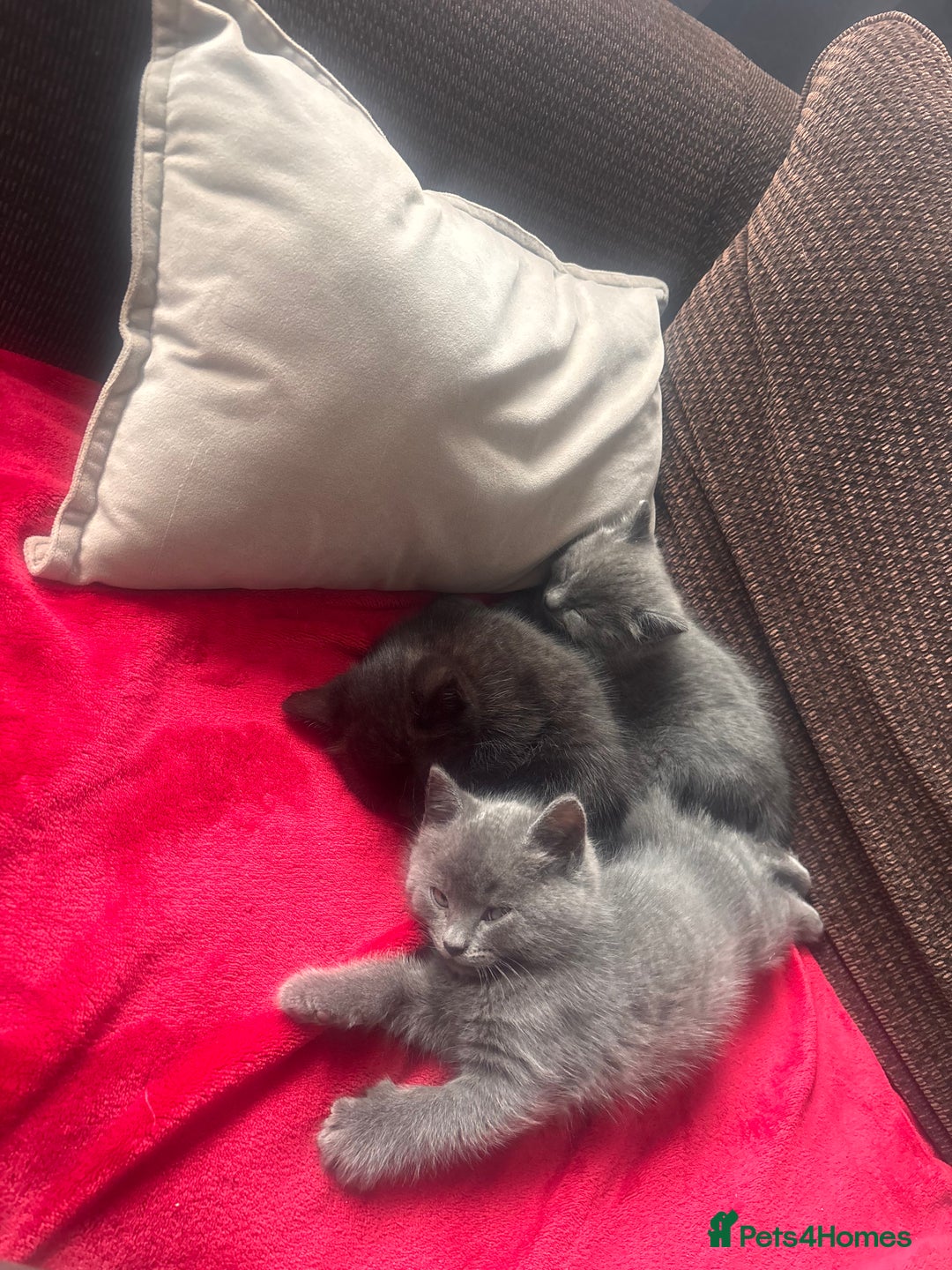 Domestic Shorthair cats for sale: 4 beautiful kittens for sale  - Advert 9
