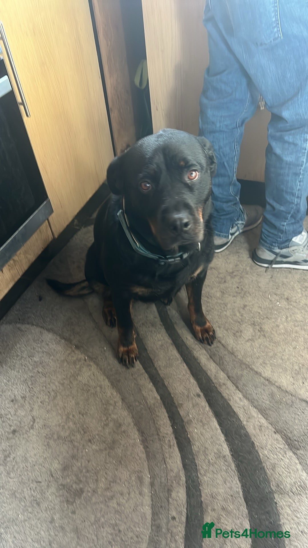 Mixed Breed dogs Rottweilers /German shepherd  - Advert 2