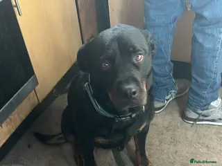 Mixed Breed dogs Rottweilers /German shepherd - Advert 2
