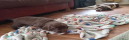 Sprocker dogs for sale: F1 sprocker puppies - Advert 26