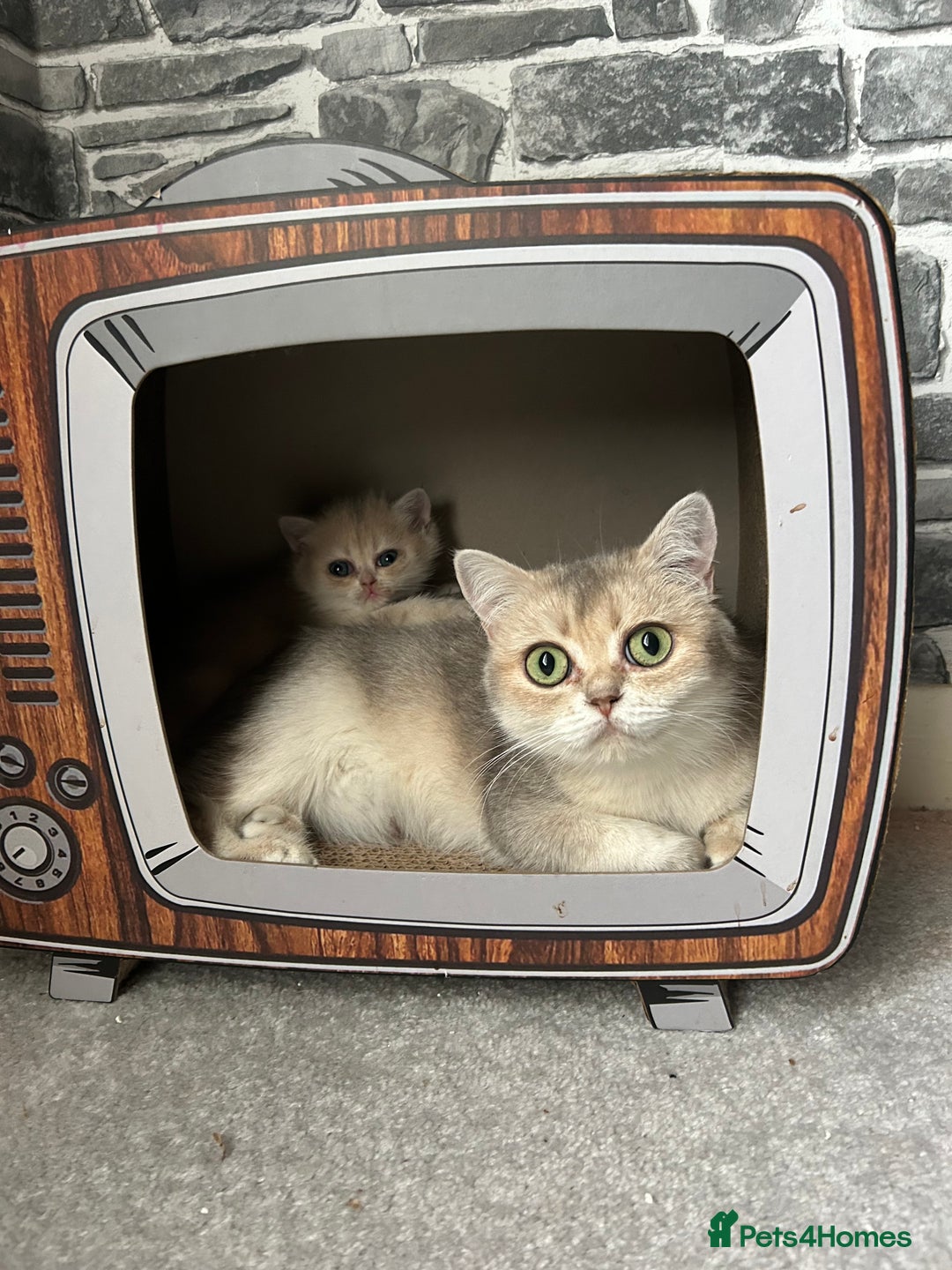 British Shorthair cats for sale: BLUE GOLDEN British shorthair female  - Advert 1