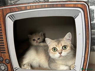 British Shorthair cats BLUE GOLDEN British shorthair female - Advert 2