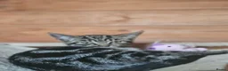 Mixed Breed cats for sale: Half Bengal Kittens - Advert 18