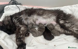 Maine Coon cats for sale: Maine Coone - Image 6