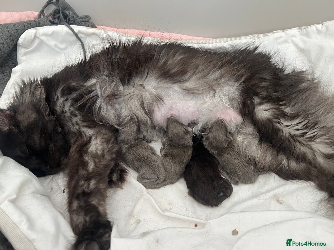 Maine Coon cats for sale: Maine Coone - Image 6