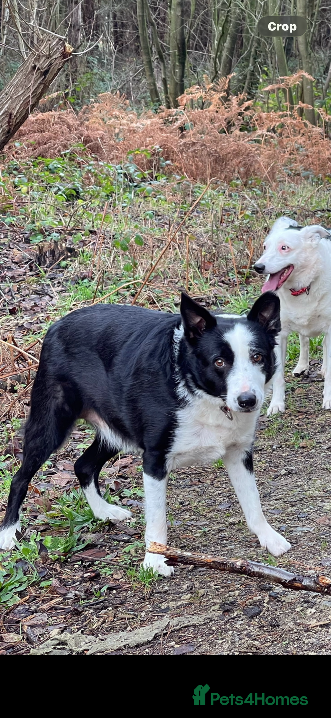 Border Collie dogs for sale: Buddy - Border Collie - Advert 5