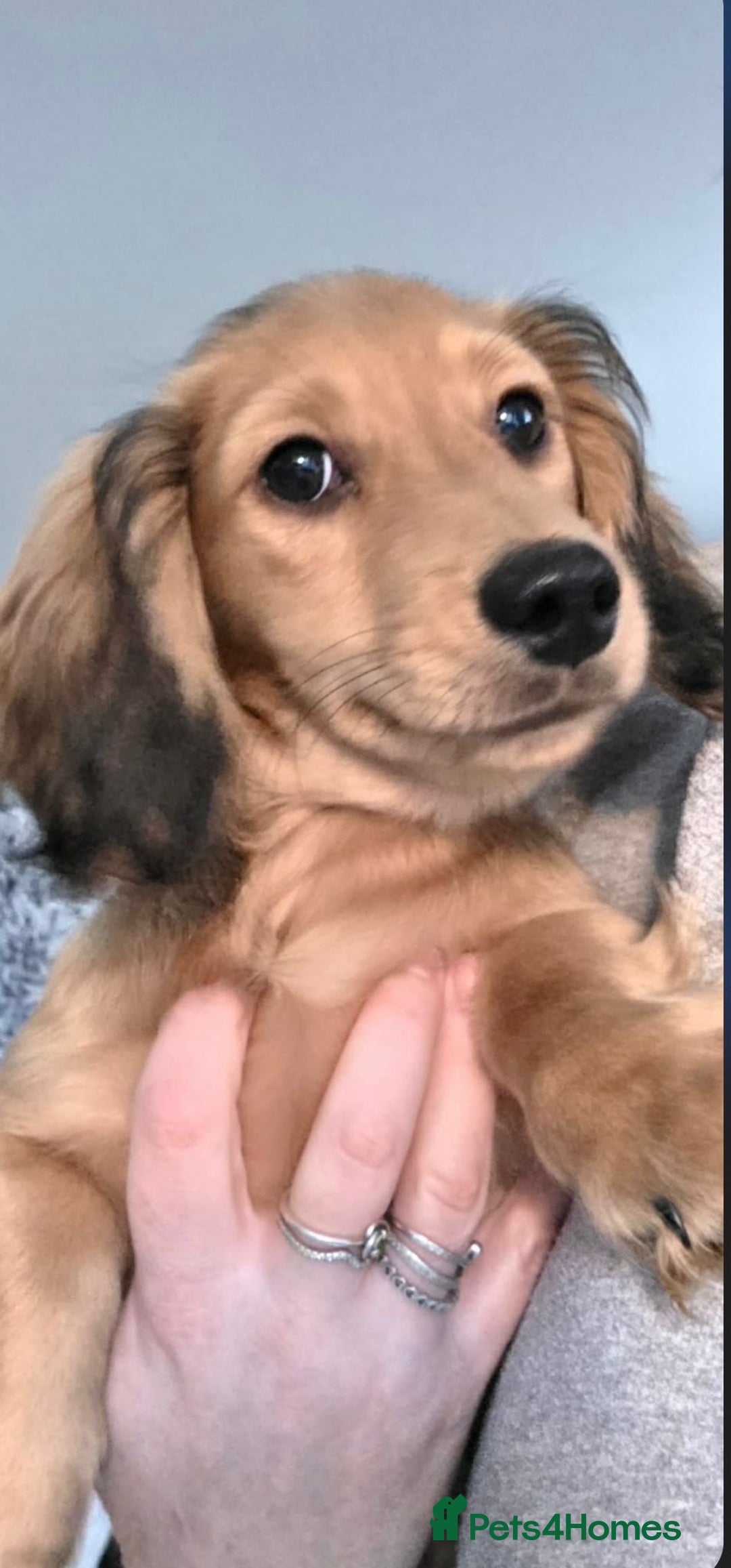 Miniature Dachshund dogs for sale: Beautiful KC reg long Haired  - Advert 2