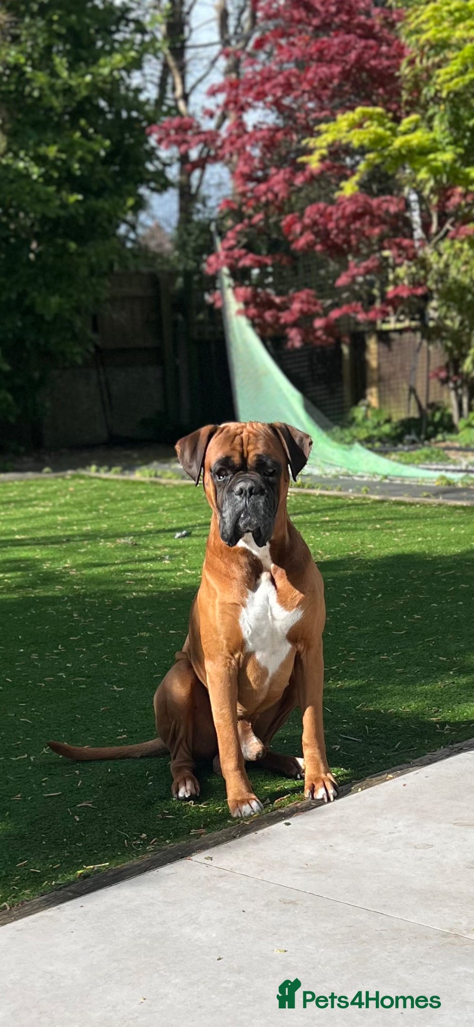 Boxer dogs Handsome Purebred Boxer – Puppy Back Deal Offered - Advert 2