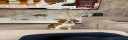 Beagle dogs for sale: Beagle pups both female 1 tri and one lemon - Advert 9