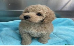 Toy Poodle dogs for stud: *Beautiful Blue Phantom*DNA Clear*Carries Silver* - Image 9