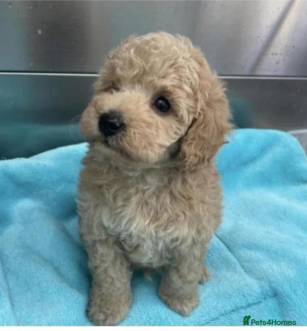 Toy Poodle dogs for stud: *Beautiful Blue Phantom*DNA Clear*Carries Silver* - Image 9