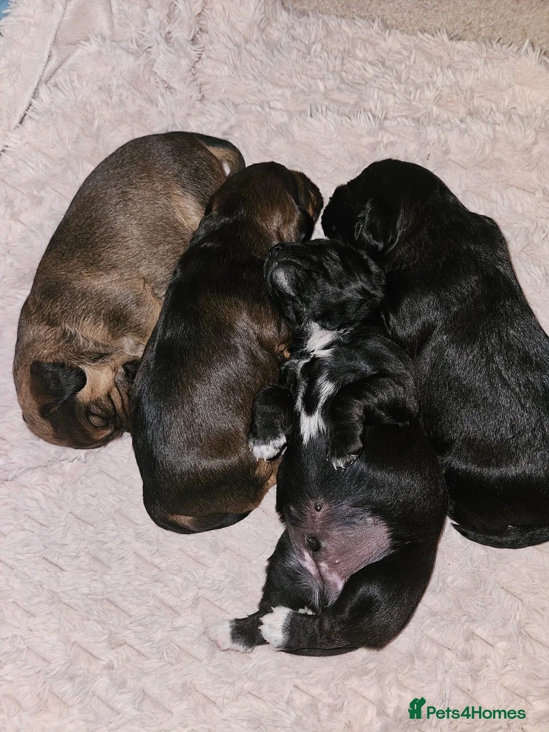 Mixed Breed dogs for sale: 4 beautiful pups for sale - Advert 1