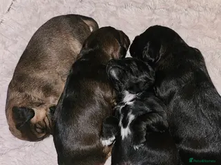 Mixed Breed dogs 4 beautiful pups for sale - Advert 3
