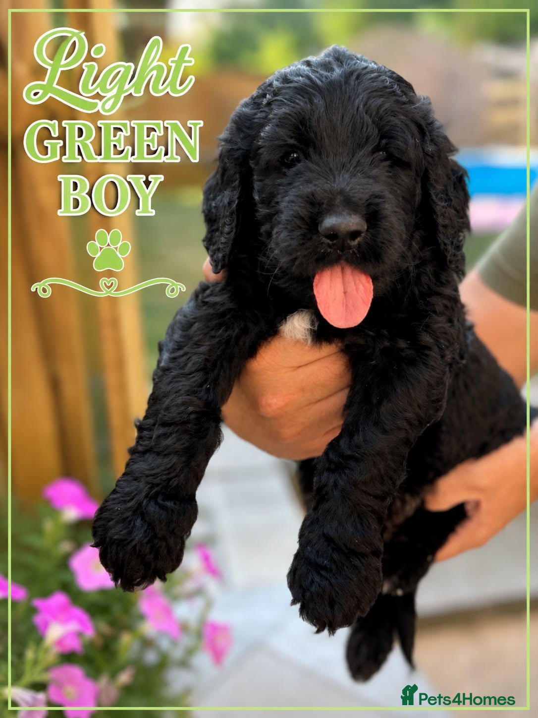 Goldendoodle dogs Outstanding F1 Standard Goldendoodle Puppies Large - Advert 18