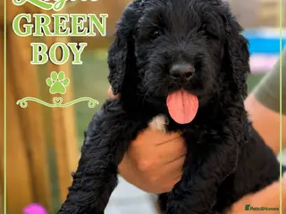 Goldendoodle dogs Outstanding F1 Standard Goldendoodle Puppies Large - Advert 18