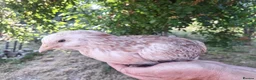 Chickens poultry for sale: Chicks, Chickens, Ducklings & Hatching Eggs - Advert 6