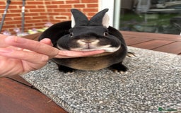 Rex rabbits for sale: Stunning Purebred Black Otter & Cinammon mini rex  - Image 2