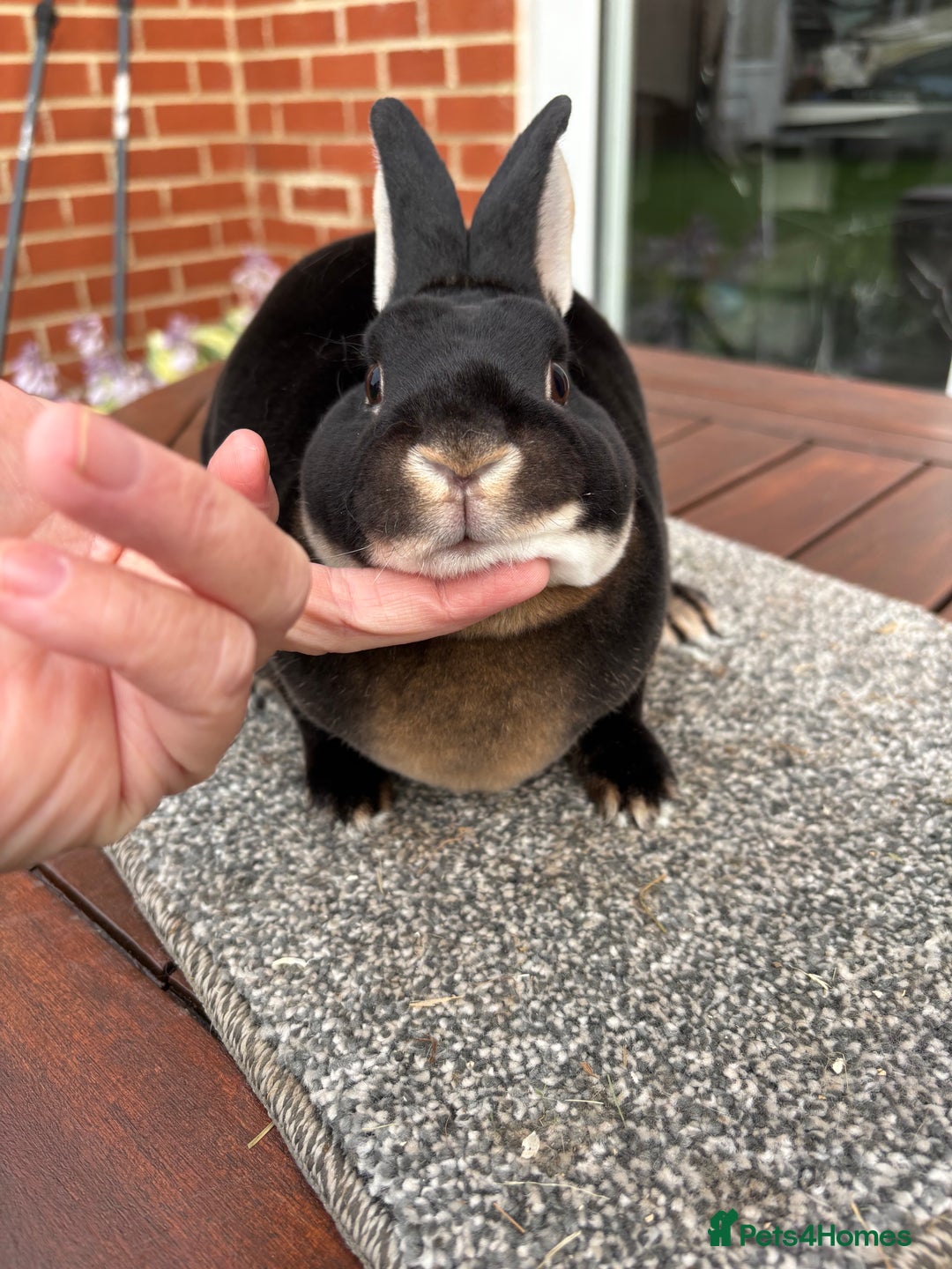Rex rabbits for sale: Stunning Purebred Black Otter & Cinammon mini rex  - Image 2
