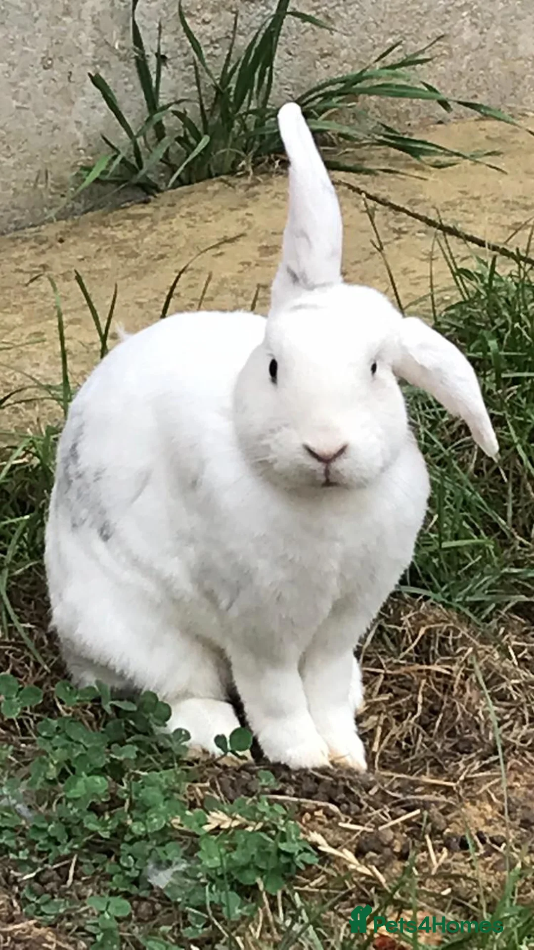 Mini Lop rabbits for sale: Rabbit for sale in Rochester - Advert 2