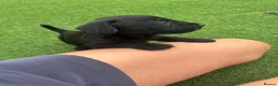 Patterdale Terrier dogs for sale: Fell terriers  - Advert 30