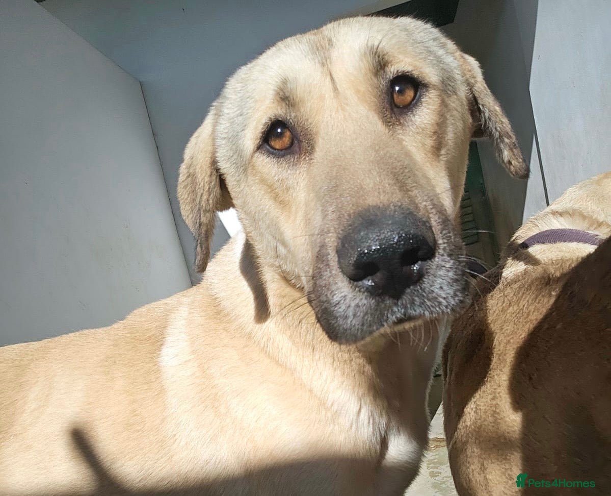 Mixed Breed dogs Keith needs a foster or forever home - Advert 3