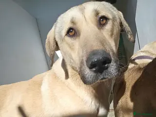 Mixed Breed dogs Keith needs a foster or forever home - Advert 3