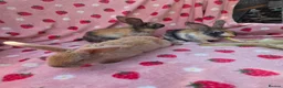 Rex rabbits for sale: Last 2 🩷💙 Saught after Curly Astrex bunnies - Advert 9